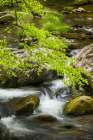 Mountain stream cascading over rocks-Great Smoky Mountains National Park-Tennessee Art Print